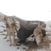 سگ تازی ماده