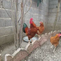 خروس محلی جوان|حیوانات مزرعه|سنگر, |دیوار