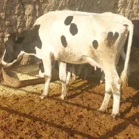 گاو آبستن دوم شکم با گوسفند داشتی معاوضه دارم