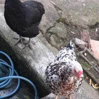 مرغ تخمگذار