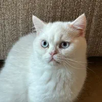 گربه بریتیش نر ۵ ماهه
