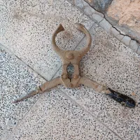 قیچی اخته