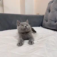 فروش بچه گربه بریتیش