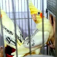 فروش دو جفت عروس هلندی در سوسنگرد