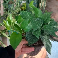 پتوس ۱۷۰|گل و گیاه طبیعی|قم, خداکرم|دیوار