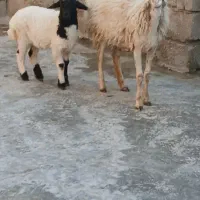 بره با بچه ماده دوماهه بز اغوس سرمایه کهره گوشتی