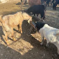 کهره چاق قصابی|حیوانات مزرعه|کازرون, |دیوار