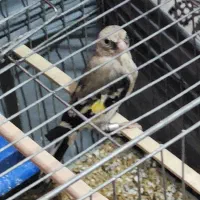 جوجه سهره|پرنده|بازرگان, |دیوار