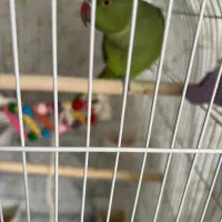 طوطی ملنگو نر