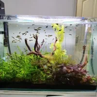 فروش آکواریوم ماهی و لوازم به صورت اقساطی