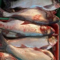 ماهی قزل .. تحویل رایگان درب منزل کیلو ۲۲۰