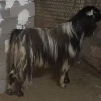 کارگر دامداری( چوپون)