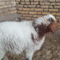 گوسفند نر بز|حیوانات مزرعه|سوسنگرد, |دیوار