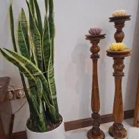 فروش گل سانسوریا ابلق خیلی بزرگ|گل و گیاه طبیعی|شیروان (خراسان), |دیوار