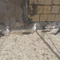 طوقی کبوتر
