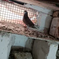 کفتر آلمانی|پرنده|بیرجند, |دیوار