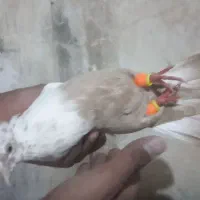 کبوتر دنبی جفت ماده|پرنده|شوشتر, |دیوار