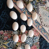تخم مرغ گلین