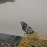 کبوتر سرور|پرنده|ملایر, |دیوار