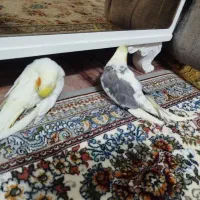 عروس هلندی جوجه