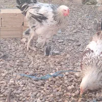 فروش نیمچه مرغ و خروس برهما