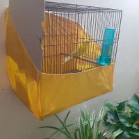 قناری رسمی بلندقرص معاوظه باامپلی ماشین|پرنده|محمدشهر, شهرک پیام (مهرالبرز)|دیوار