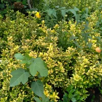 یاس هلندی نشایی و شمشاد