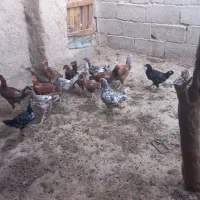 جوجه محلی چاق|حیوانات مزرعه|قرقری, |دیوار