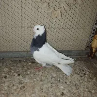 کفتر|پرنده|اردکان, |دیوار
