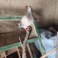 کبوتر پلاکی|پرنده|مهر, |دیوار