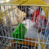 یک فنچ سالم و خوشگل