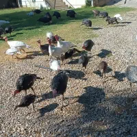 تعداد ۳۵ عدد بوقلمون نر و ماده از بهترین نژاد|حیوانات مزرعه|پاتاوه, |دیوار