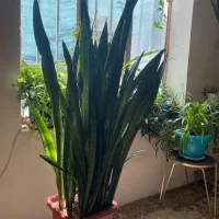 گل زیبای سانسوریا