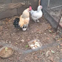 مرغ و خروس مینیاتوری|حیوانات مزرعه|پارسآباد, |دیوار