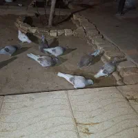 کفتر پلاکی بلژیکی|پرنده|اشکذر, |دیوار