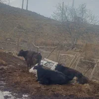 فروش گاو|حیوانات مزرعه|جلفا, |دیوار