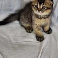 بچه گربه اسکاتیش