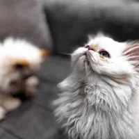 بچه گربه هیمالیا رد نویز