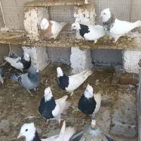 کفتر|پرنده|گناباد, |دیوار