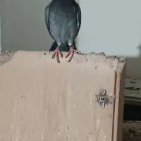 پلاکی مسافتی