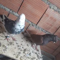 شازده پرشی|پرنده|گرگان, |دیوار