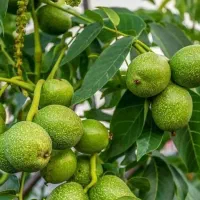 توزیع نهال گردو فرنورپیوندی پایه کوتاه|خدمات باغبانی و درختکاری|پلدختر, |دیوار