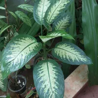 گل دیفن باخیا|گل و گیاه طبیعی|شیراز, شهرک والفجر|دیوار