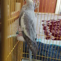 عروس هلندی شیطون|پرنده|گرمسار, |دیوار