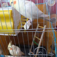 طوطی عروس هلندی|پرنده|محمدیه-قزوین, |دیوار