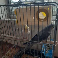 عروس هلندی نر و ماده مولد