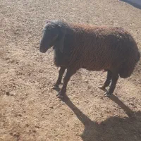 بره قوچ ۱ساله هترو