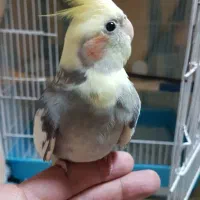 عروس هلندی نر سخنگو|پرنده|رشت, یخسازی|دیوار