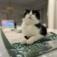 گربه اسکاتیش فولد ۷ساله