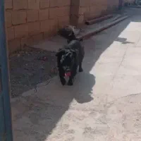 سگ  پاکوتاه